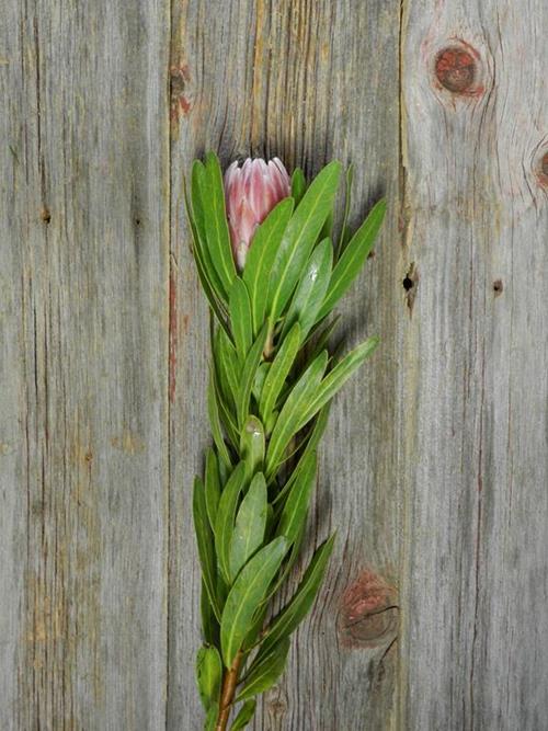 PINK ICE   PROTEA